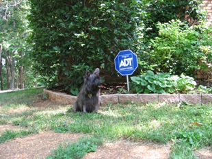 Guard Dog Maggie