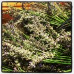 lavender