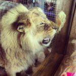 lion