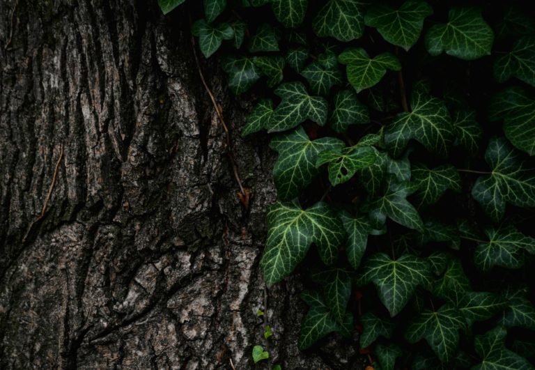 green leaves on tree trun k